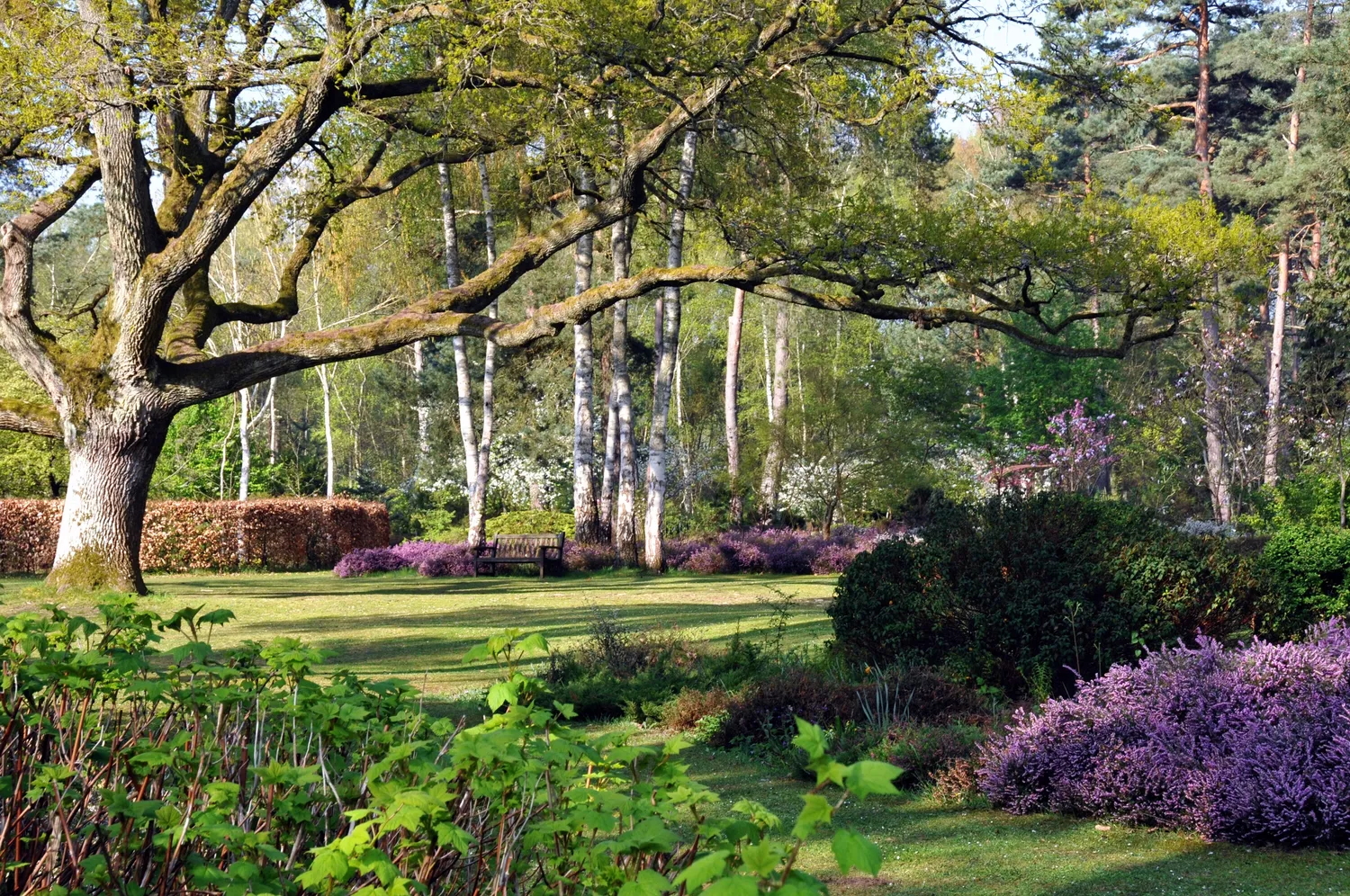 Image qui illustre: Arboretum Des Grandes Bruyères à Ingrannes - 0