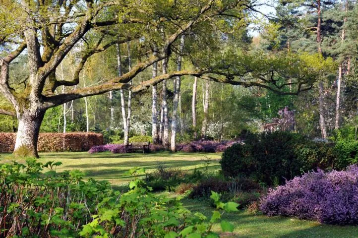 Image qui illustre: Arboretum Des Grandes Bruyères