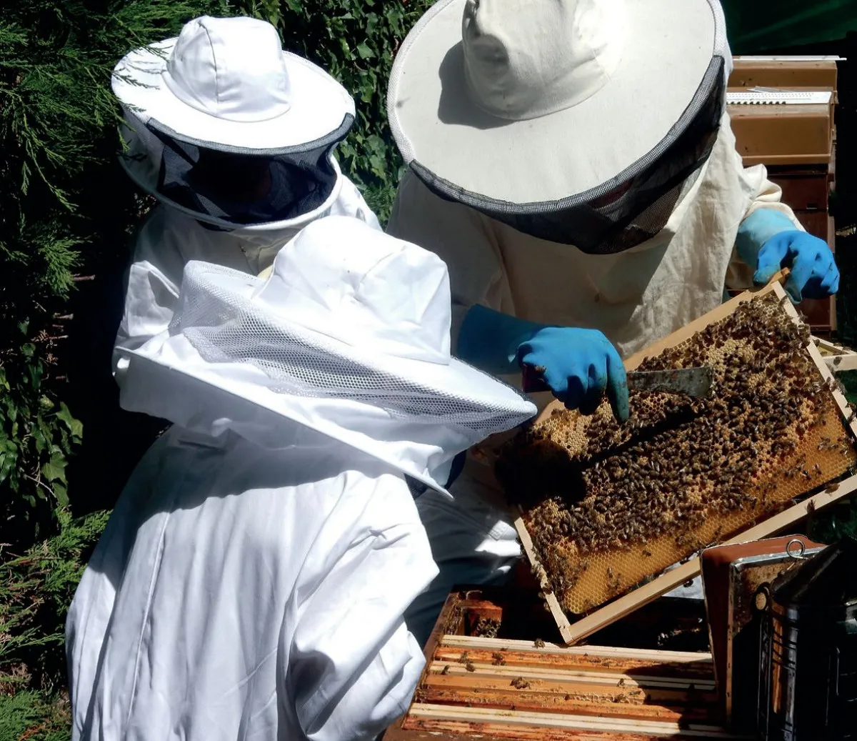 Image qui illustre: Initiez-vous à l'apiculture à Suresnes - 2