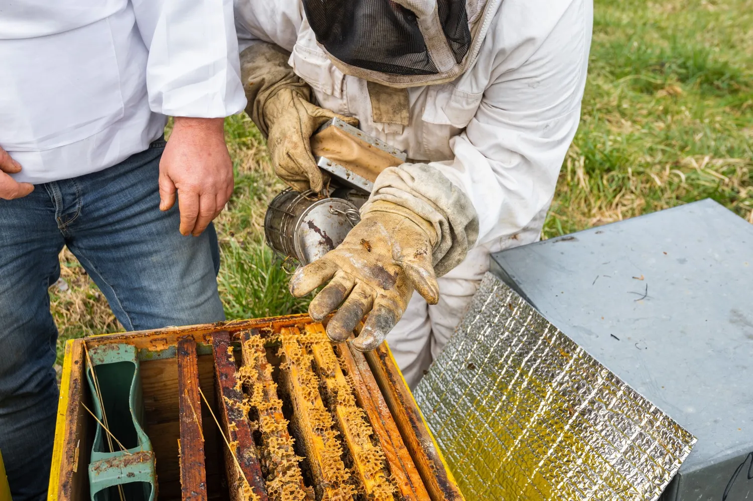 Image qui illustre: Initiez-vous à l'apiculture à Saints-Geosmes - 1