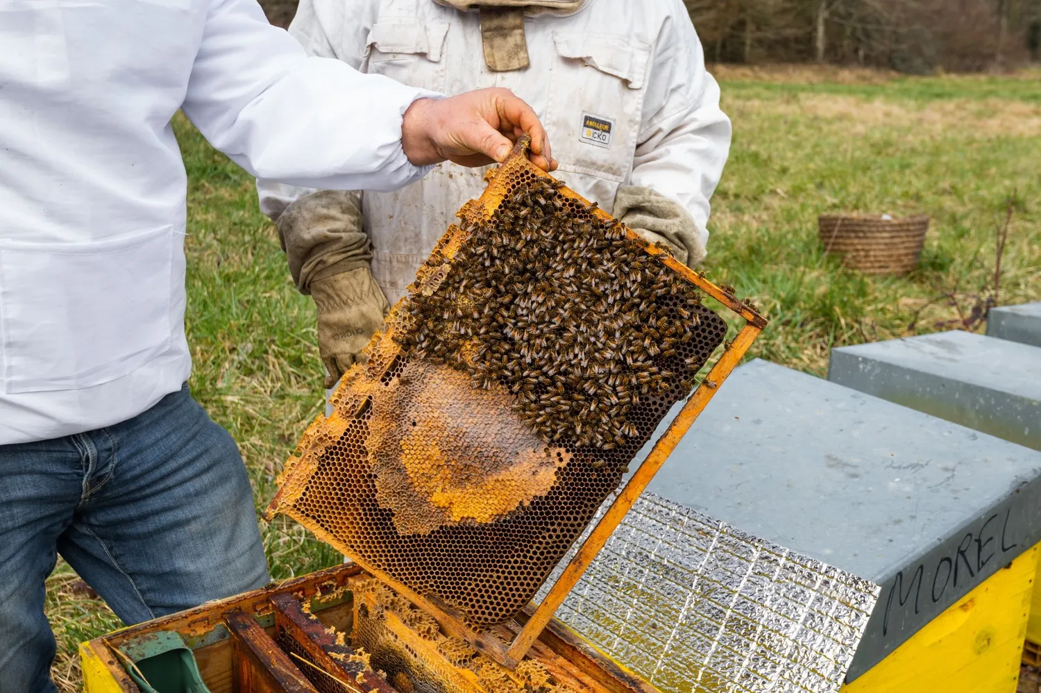 Image qui illustre: Initiez-vous à l'apiculture à Saints-Geosmes - 2