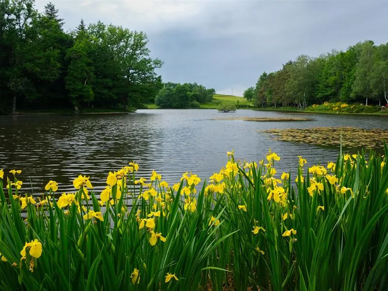 Image qui illustre: Randonnée - L'étang De La Demoiselle à Saint-Nabord - 0