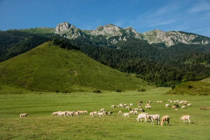 Image qui illustre: Plateau Du Bénou