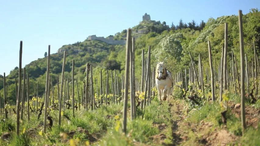 Image qui illustre: Domaine Rémy Nodin - La Beylesse