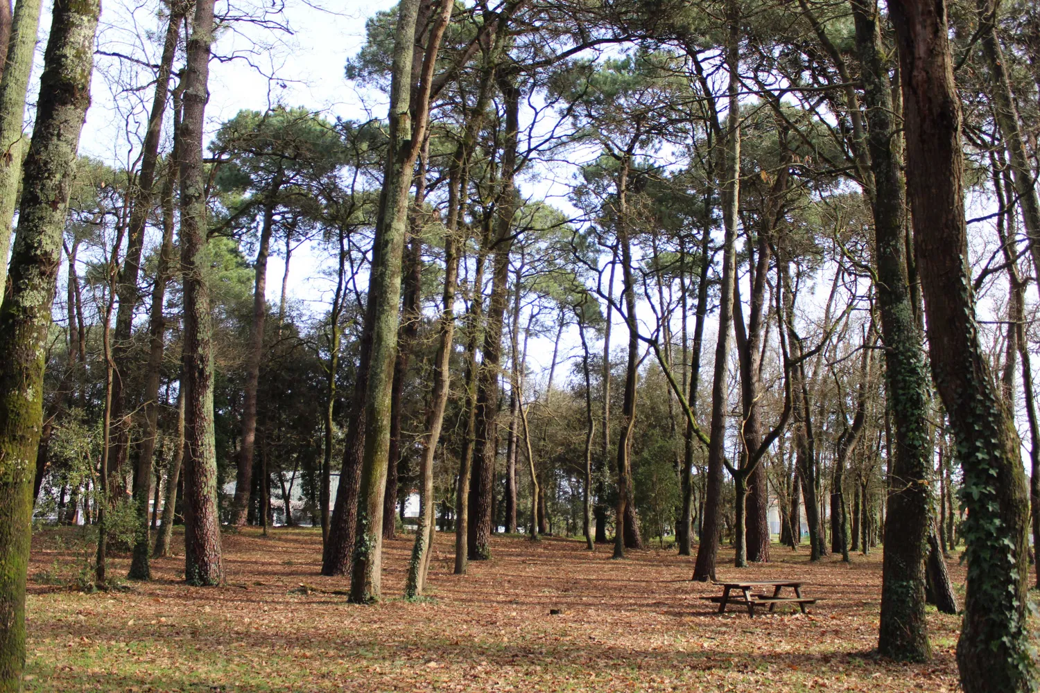 Image qui illustre: Bois Des Soucis à Saint-Brevin-les-Pins - 0
