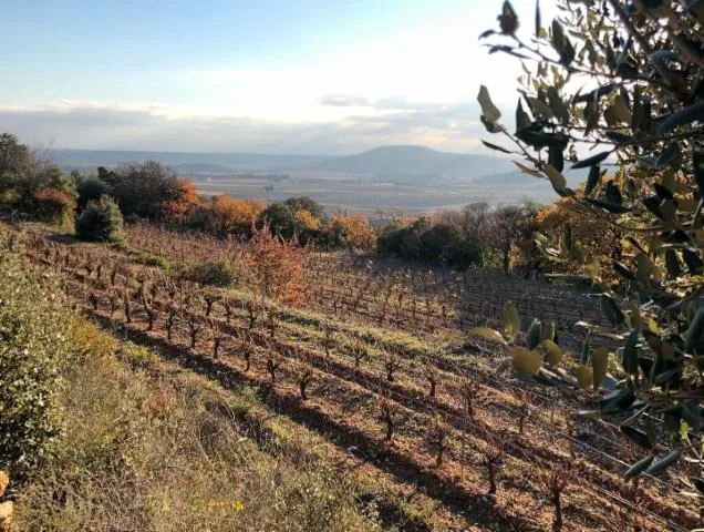 Image qui illustre: Domaine De L'aster