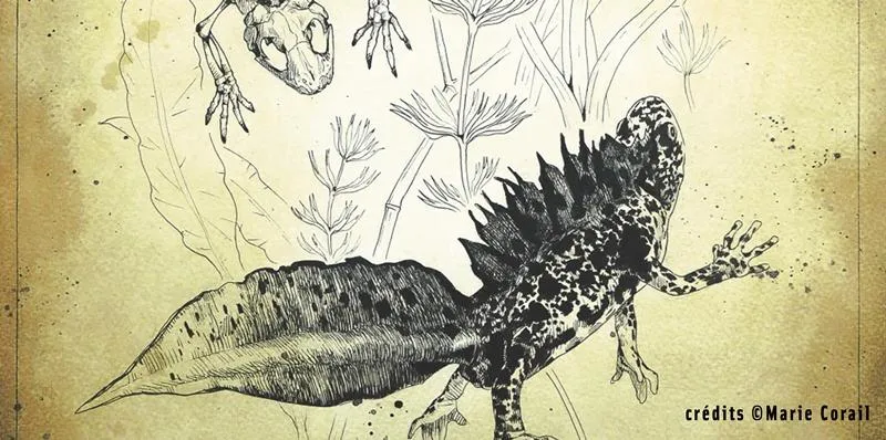 Image qui illustre: Illustrations Scientifiques Animatlières Et Botaniques