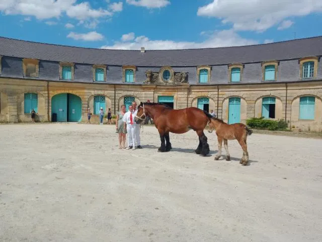 Image qui illustre: Visitez un musée dédié à l'histoire du cheval de trait