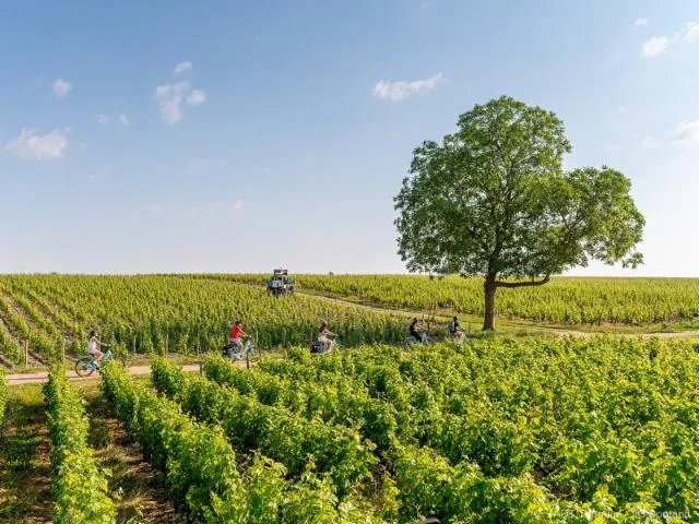 Image qui illustre: La Loire à Vélo Mosnes-Tours via Amboise