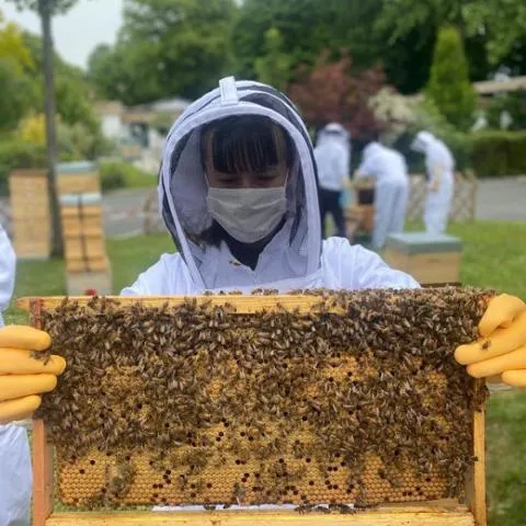 Image qui illustre: Découvrez l'apiculture urbaine