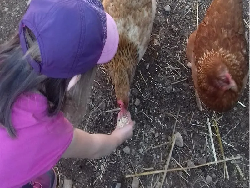 Image qui illustre: Une Journée À La Ferme à Ventron - 0