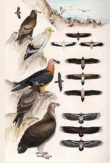 Image qui illustre: Exposition - Planches Ornithologiques De Hermann Heinzel