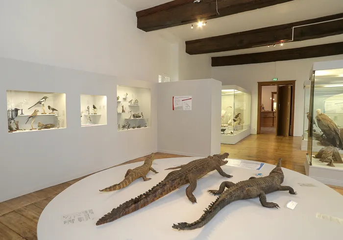 Image qui illustre: Découverte libre des collections du muséum d’Histoire naturelle à Troyes - 0