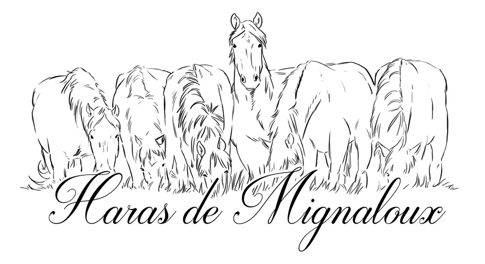 Image qui illustre: Haras De Mignaloux à Mignaloux-Beauvoir - 0