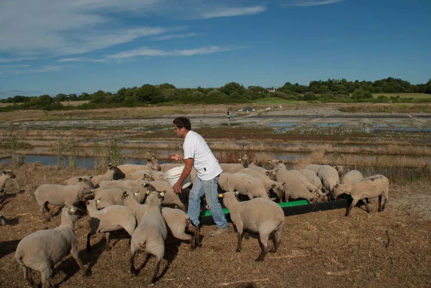 Image qui illustre: Visite d'élevage de Moutons sur les Marais Salants à Mesquer - 0