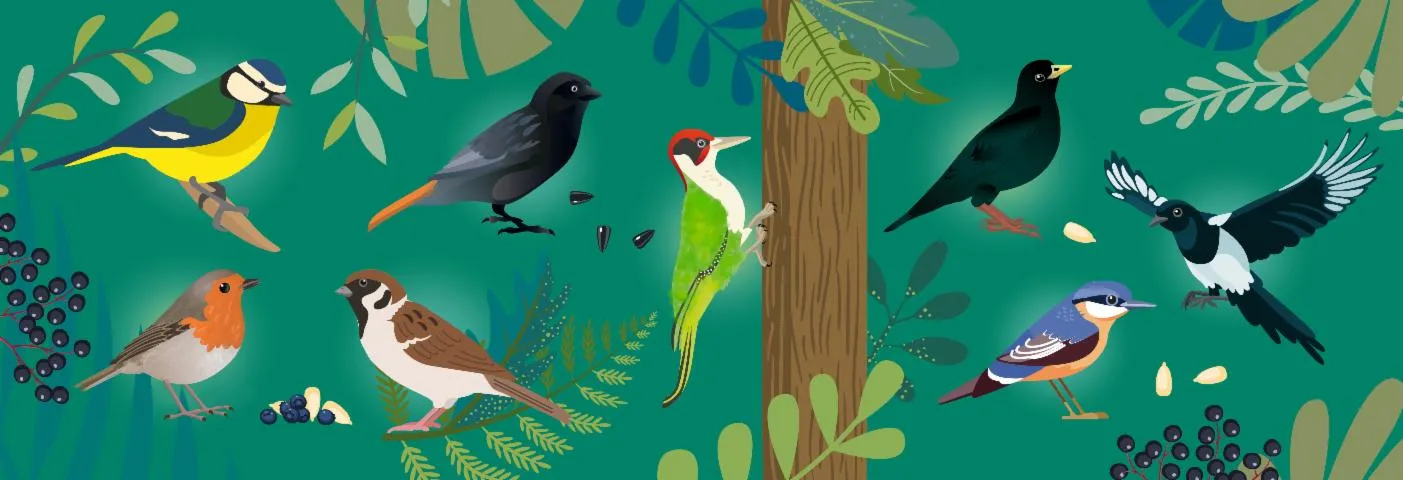Image qui illustre: Parcours de découverte des oiseaux