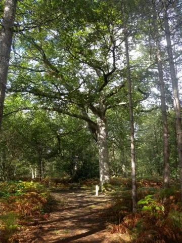 Image qui illustre: La Forêt Domaniale De Châtellerault