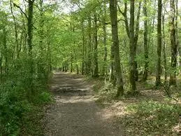 Image qui illustre: Le Sentier Du Lac Des Pescofis