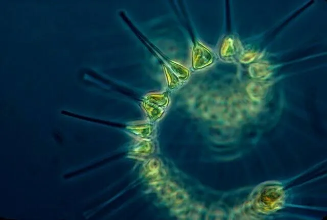 Image qui illustre: Animation plancton