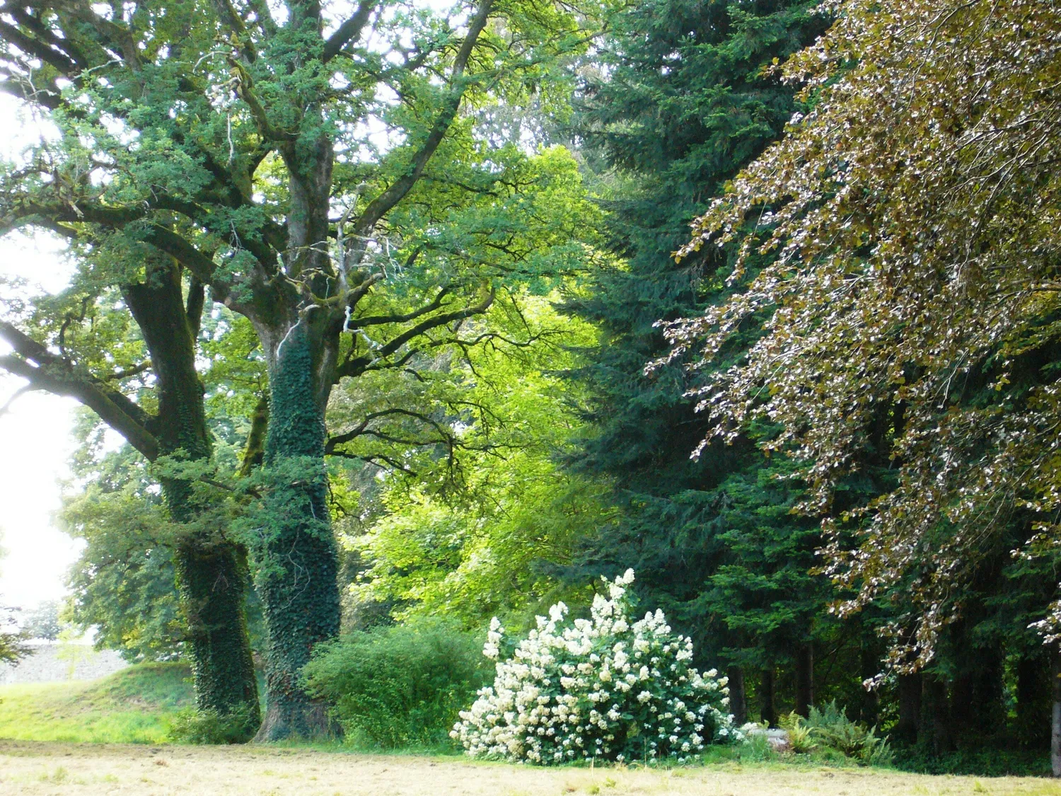 Image qui illustre: Visite de l'Arboretum du château de Neuvic d'Ussel à Neuvic - 0