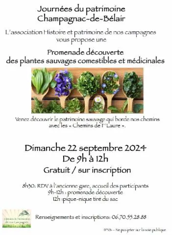 Image qui illustre: Promenade découverte des plantes sauvages comestibles et médicinales