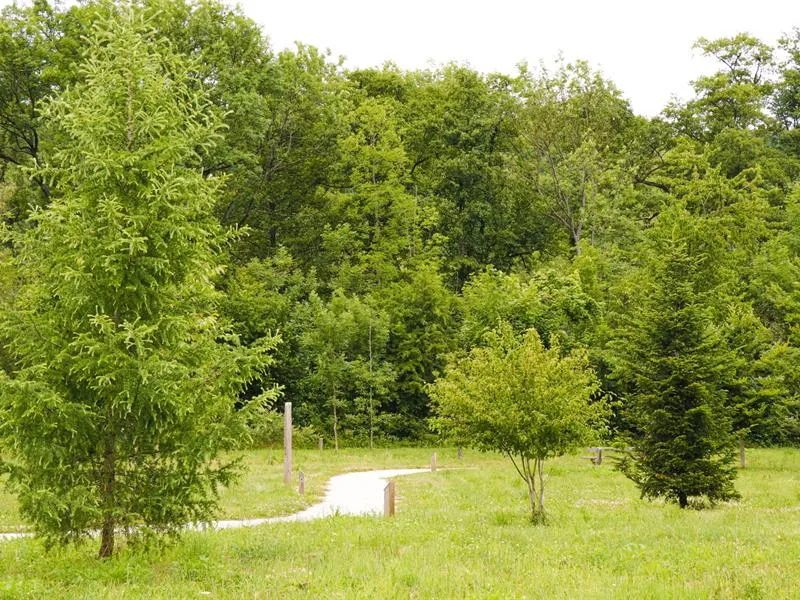Image qui illustre: Arboretum à Blies-Guersviller - 1