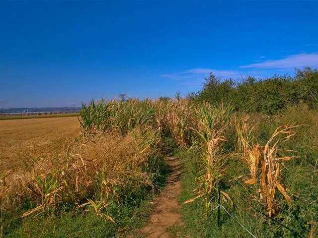 Image qui illustre: Le Chemin De La Reine En Vtt