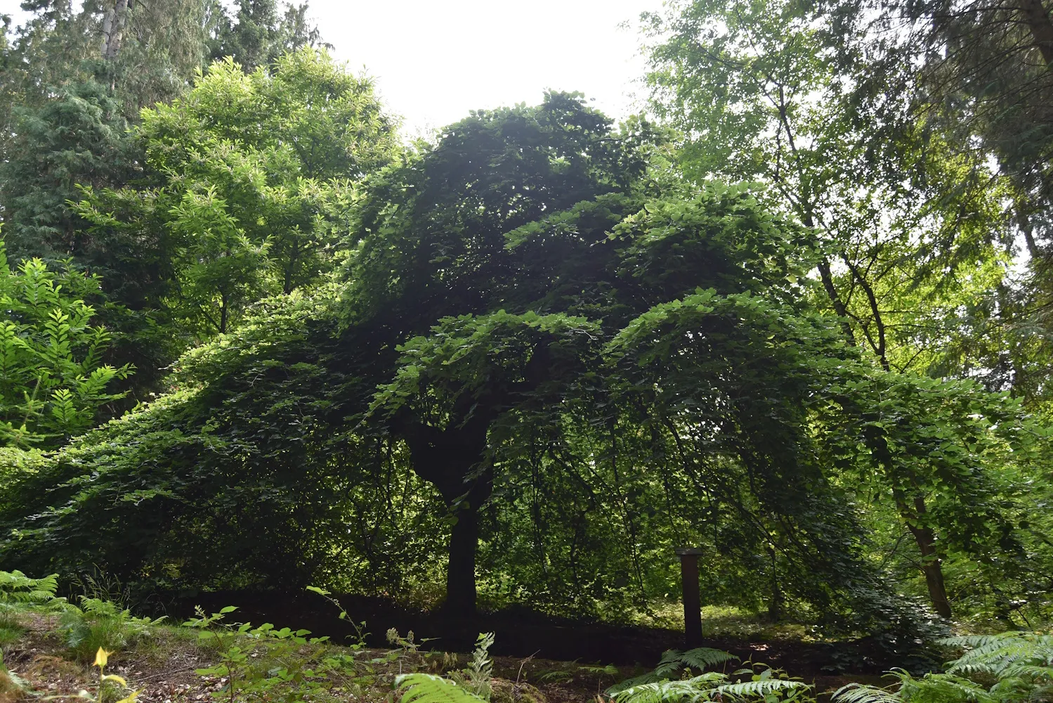 Image qui illustre: Arboretum Domanial à La Jonchère-Saint-Maurice - 2