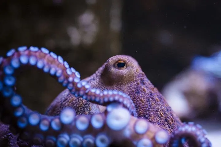 Image qui illustre: Muséum-aquarium De Nancy