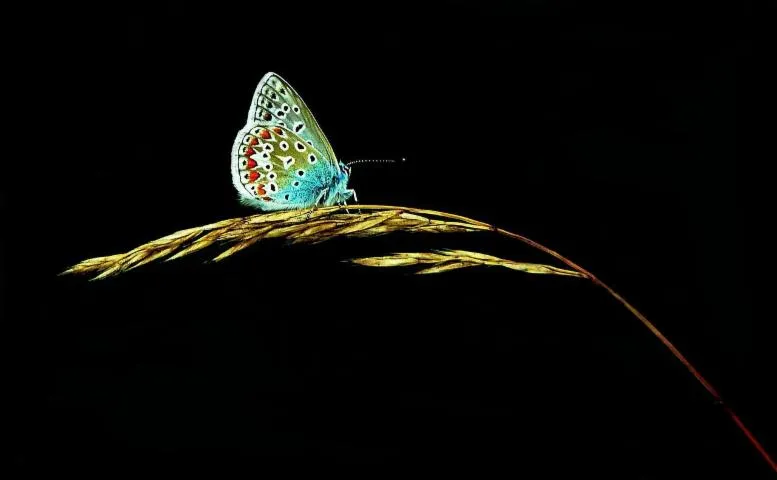 Image qui illustre: Un Été Avec Le Parc: Les Papillons De Nuit