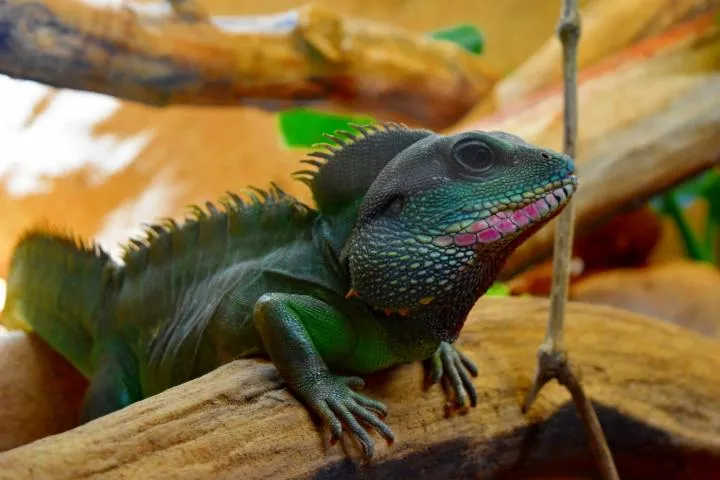 Image qui illustre: Le Reptilarium Du Larzac