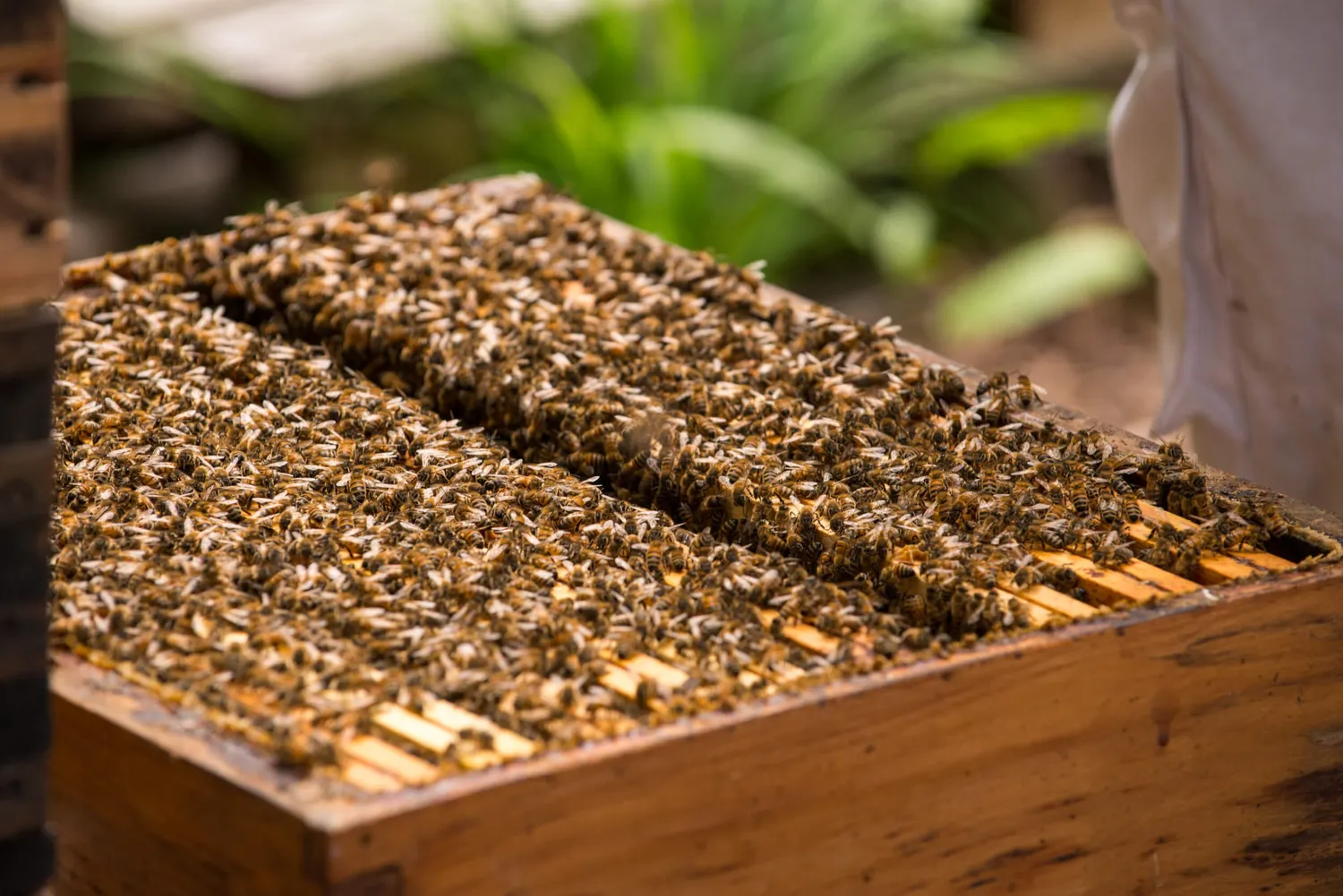 Image qui illustre: Initiez-vous à l'apiculture urbaine à Paris - 2
