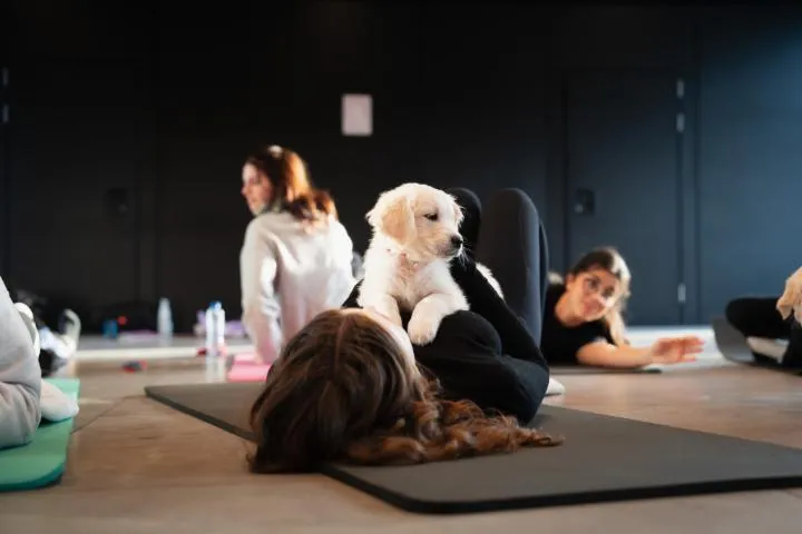Image qui illustre: Puppy Yoga Lille