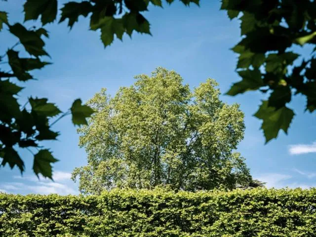 Image qui illustre: Le grand voyage des arbres. Visite dans les jardins et le domaine national du château de Pau