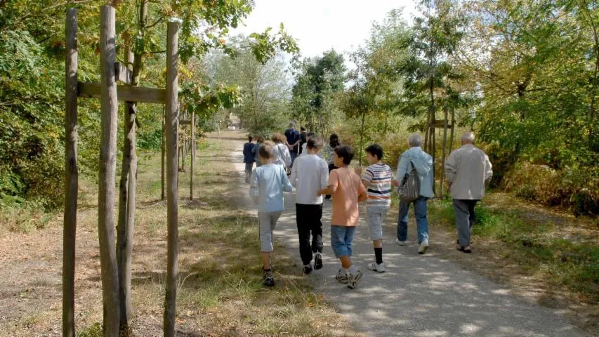 Image qui illustre: Bois de Thouars