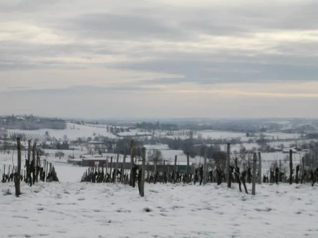 Image qui illustre: Château Faurie