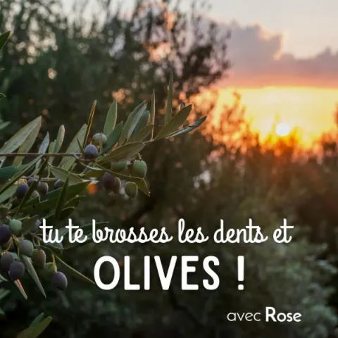 Image qui illustre: Récoltez et transformez vos olives