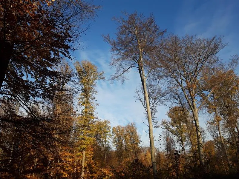 Image qui illustre: Forêt Domaniale De Saint-avold à Longeville-lès-Saint-Avold - 0