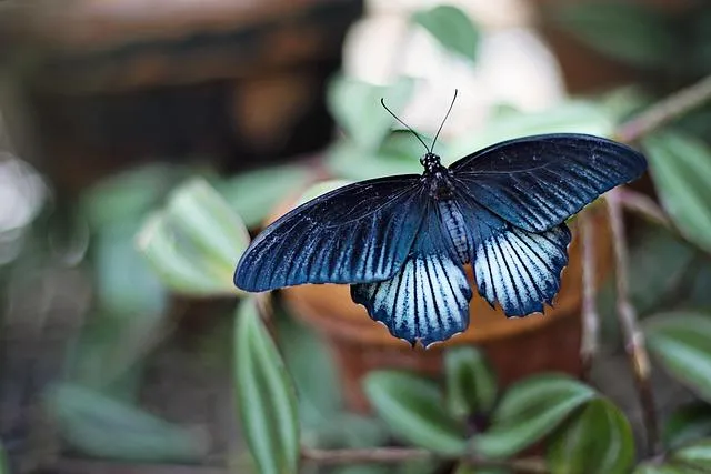 Image qui illustre: Le Musée Des Papillons : L'univers Des Insectes