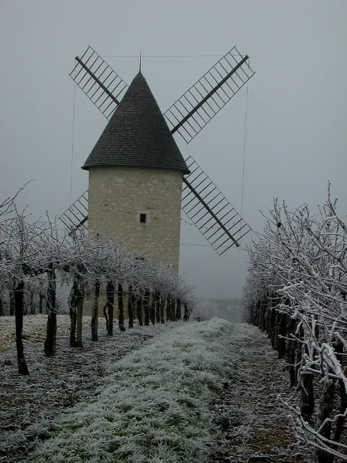 Image qui illustre: Le Moulin De Marquet, Dans Les Vignes De Villeneuve-de-duras à Villeneuve-de-Duras - 0