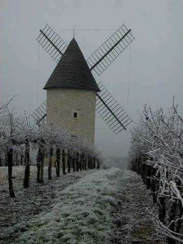 Image qui illustre: Le Moulin De Marquet, Dans Les Vignes De Villeneuve-de-duras