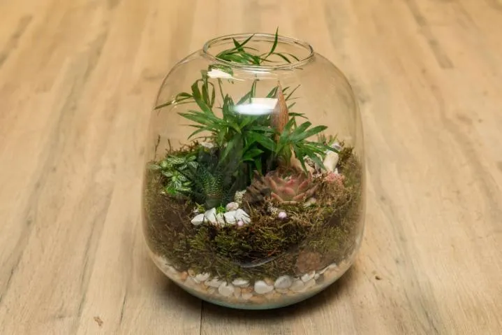 Image qui illustre: Réalisez votre terrarium