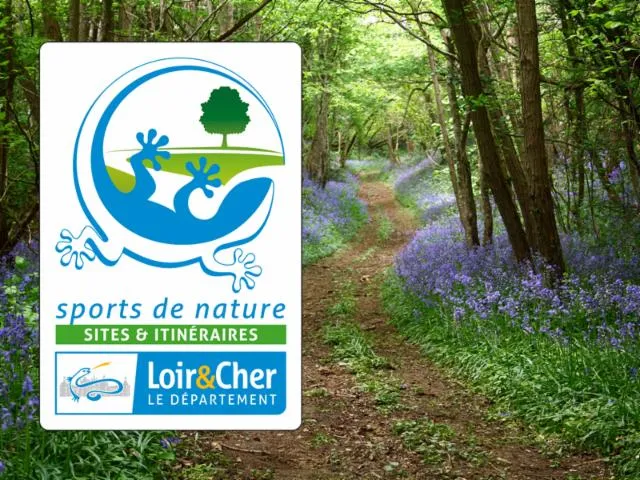 Image qui illustre: La Forêt De Marchenoir… À Vélo