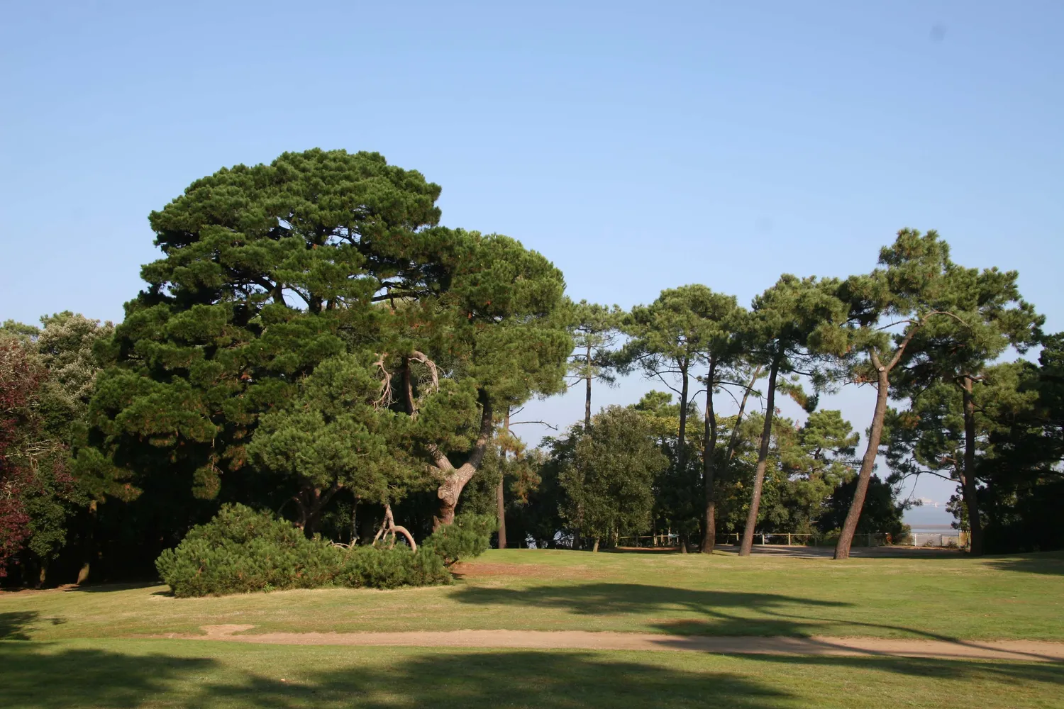 Image qui illustre: Parc Du Pointeau à Saint-Brevin-les-Pins - 2