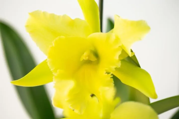 Image qui illustre: Orchid's Garden