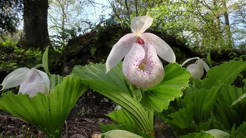 Image qui illustre: Découverte des Orchidées du Jardin botanique de Saverne