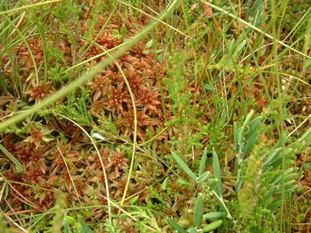 Image qui illustre: Réserve Naturelle Régionale Tourbières De Frasne Bouverans