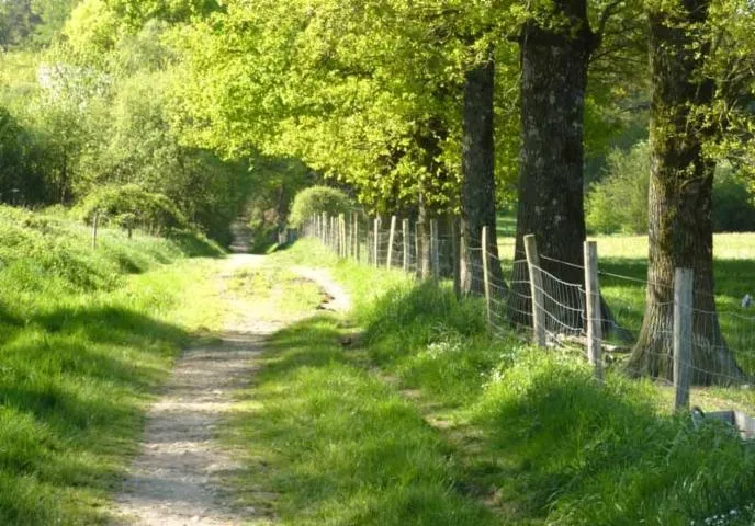 Image qui illustre: Forêt Des Vaseix Sentier La Promenade De Chamberet