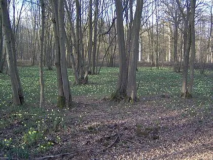 Image qui illustre: Forêt domaniale de Sénart