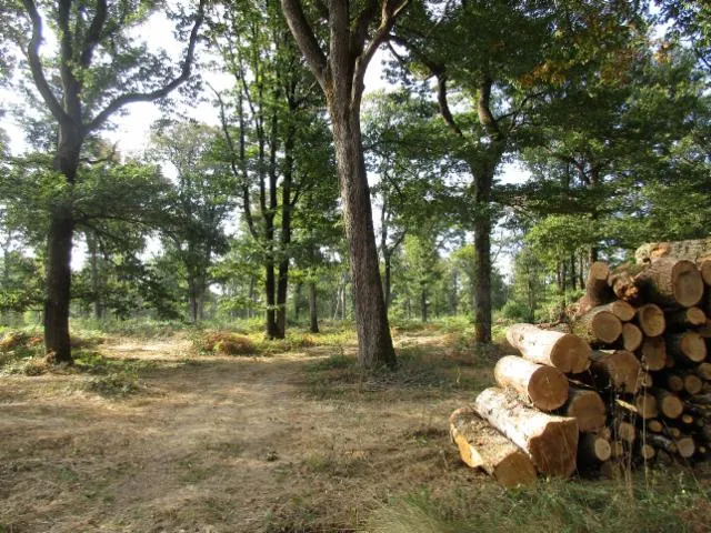 Image qui illustre: Forêt Domaniale De Vouillé-saint-hilaire
